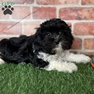 Oreo, Shih-Poo Puppy